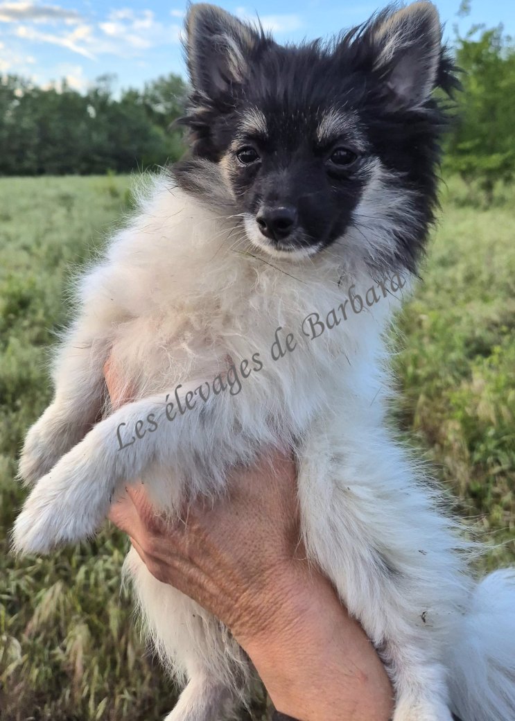 VEYGA, Pom Chi femelle, photo 3