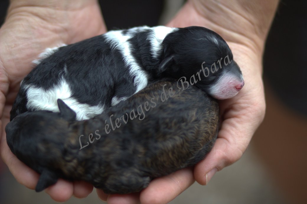 Caniche TOY - ALYX - Photo 3