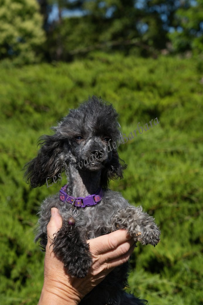 ALYX, Caniche TOY femelle, photo 4