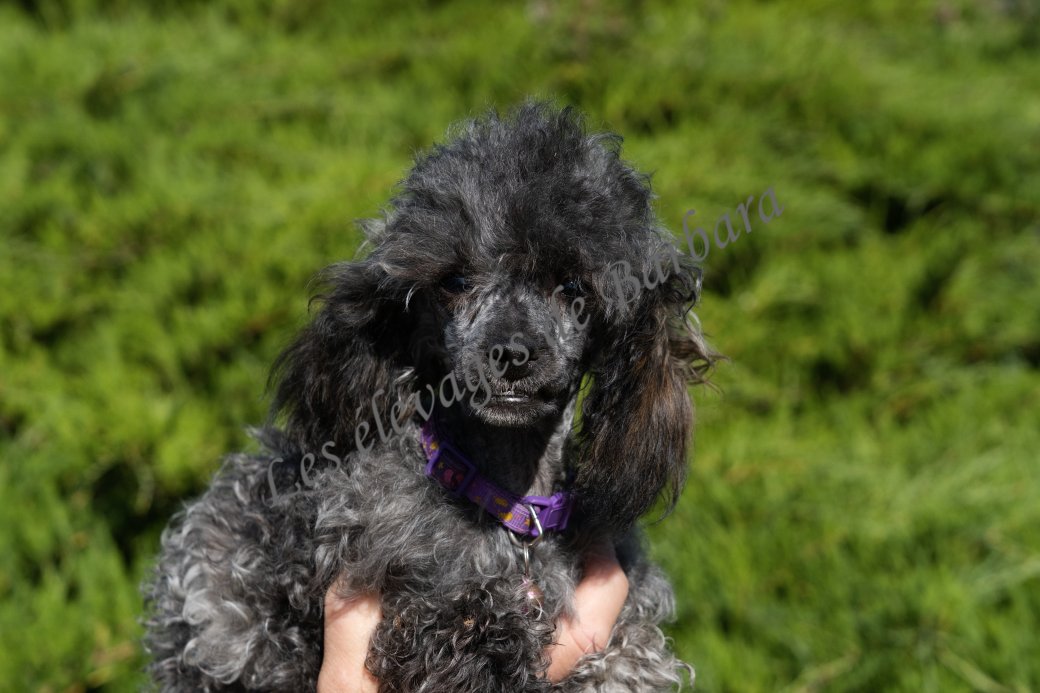 ALYX, Caniche TOY femelle, photo 5