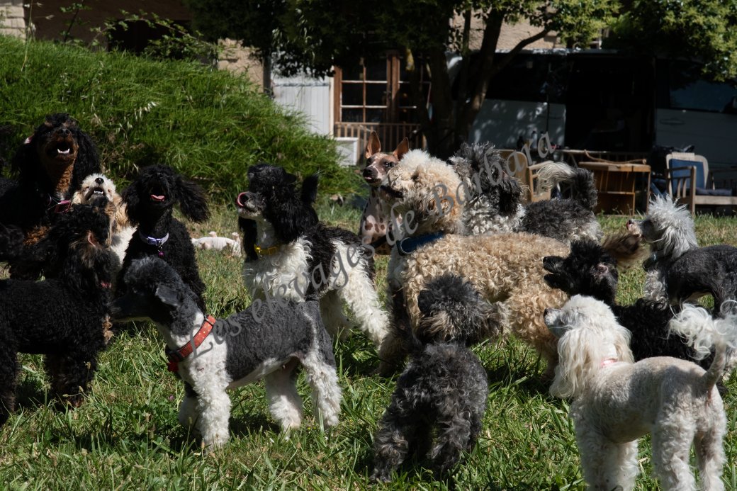 ALYX, Caniche TOY femelle, photo 6