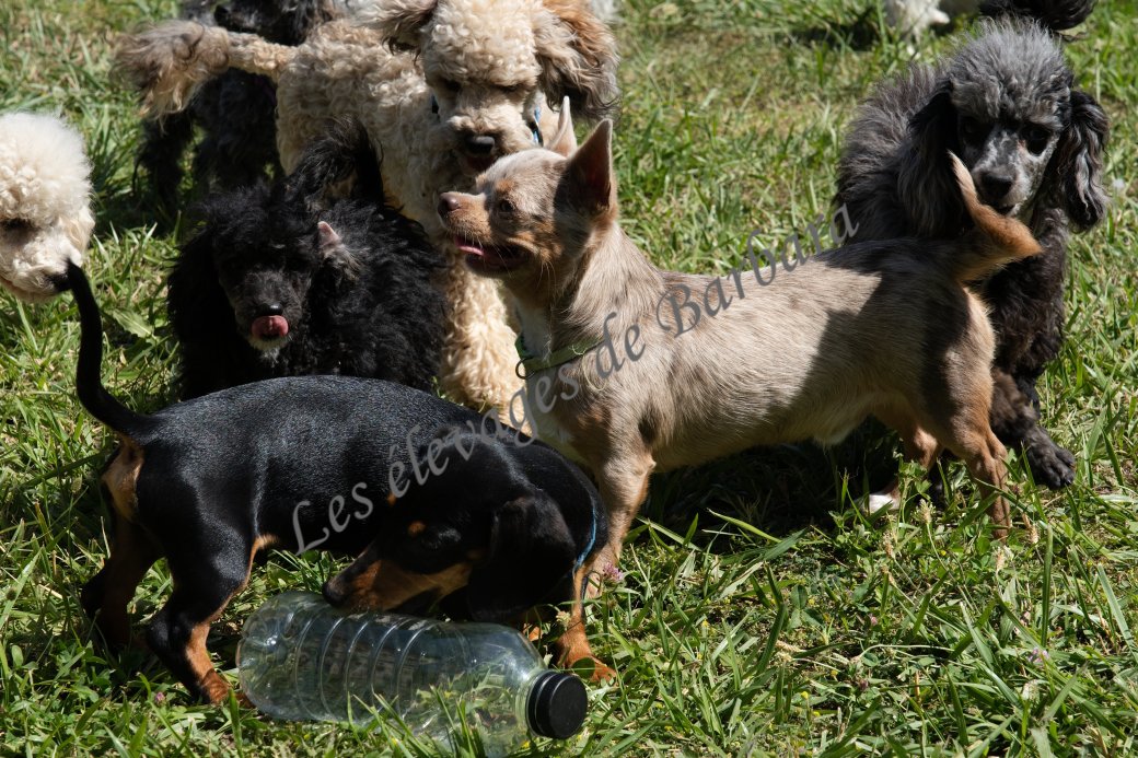 ALYX, Caniche TOY femelle, photo 7