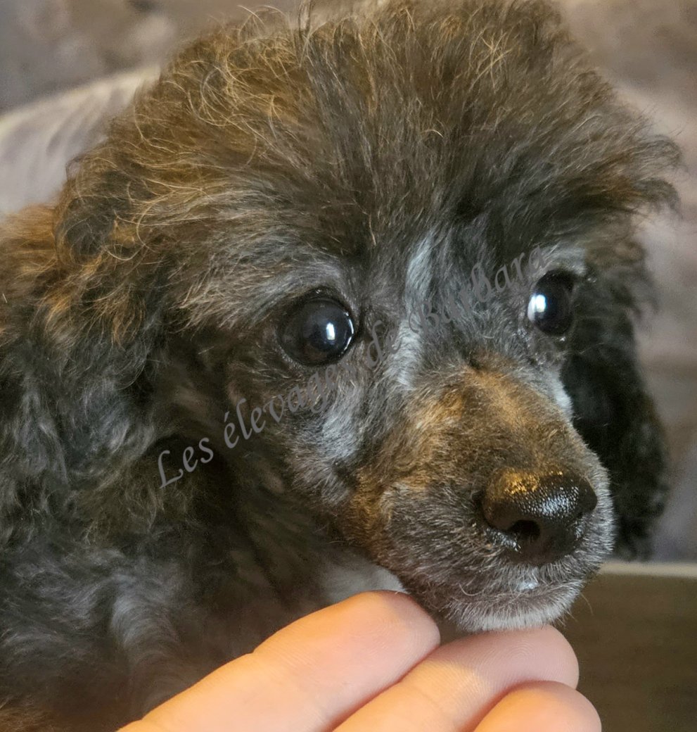 ALYX, Caniche TOY femelle, photo 9