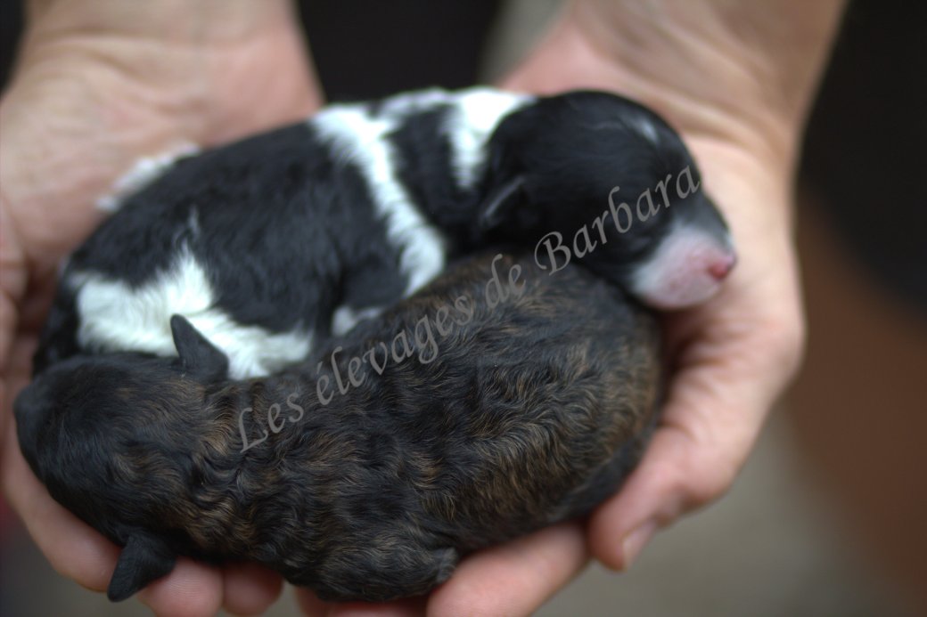 Caniche TOY - AUSTYNE - Photo 2