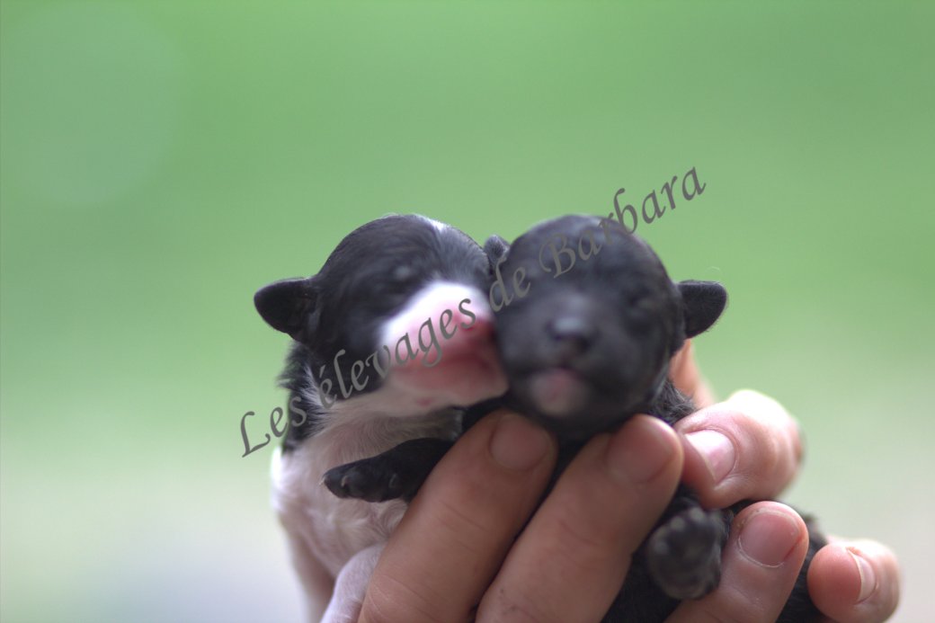 Caniche TOY - AUSTYNE - Photo 3