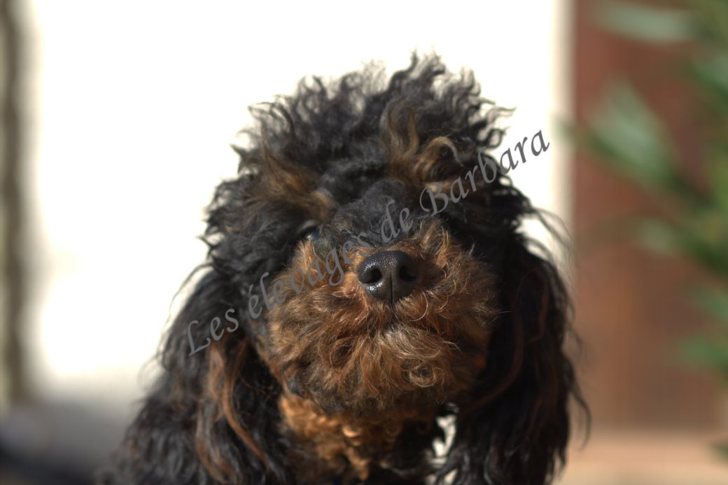 Caniche Nain - ARONY - Photo 2