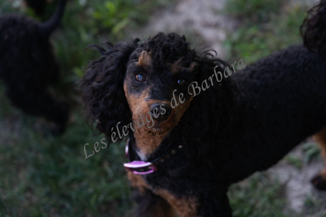 ARONY, Caniche Nain mâle, photo 11