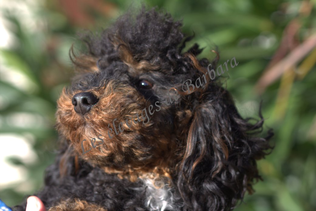 Caniche Nain - ARONY - Photo 3