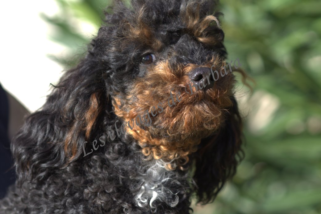 Caniche Nain - ARONY - Photo 4