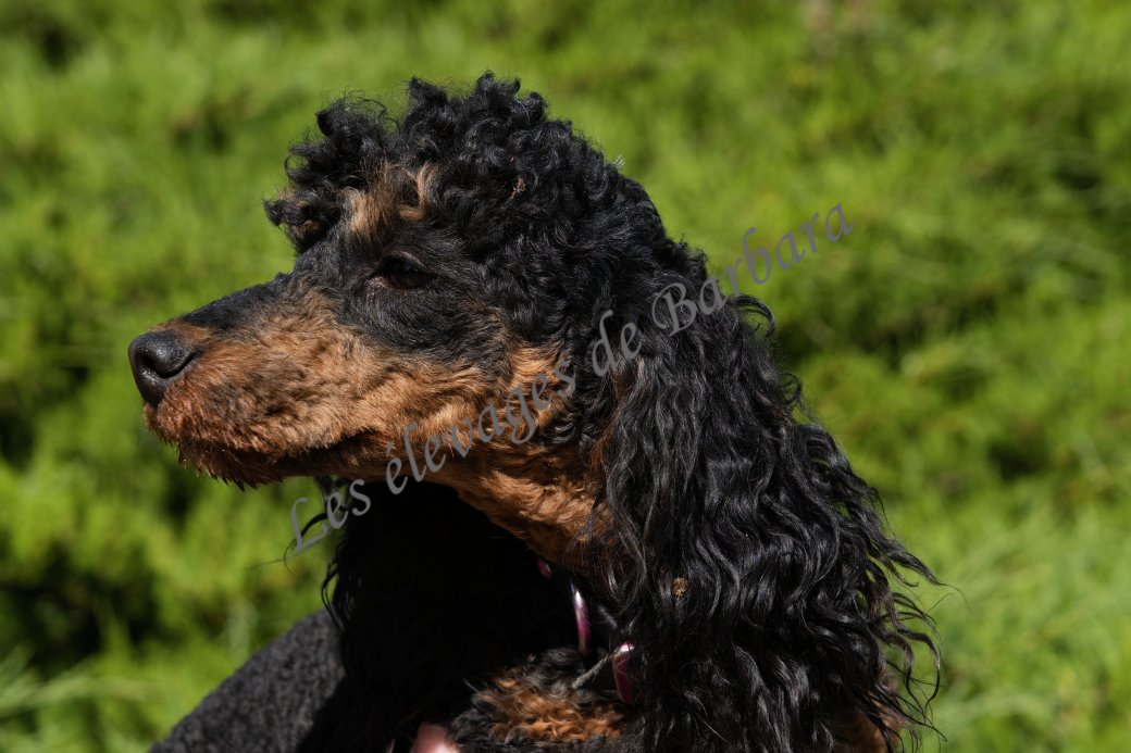 ARONY, Caniche Nain mâle, photo 5