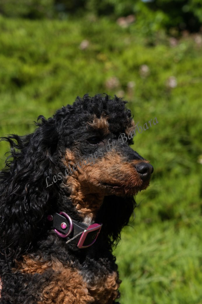 ARONY, Caniche Nain mâle, photo 6