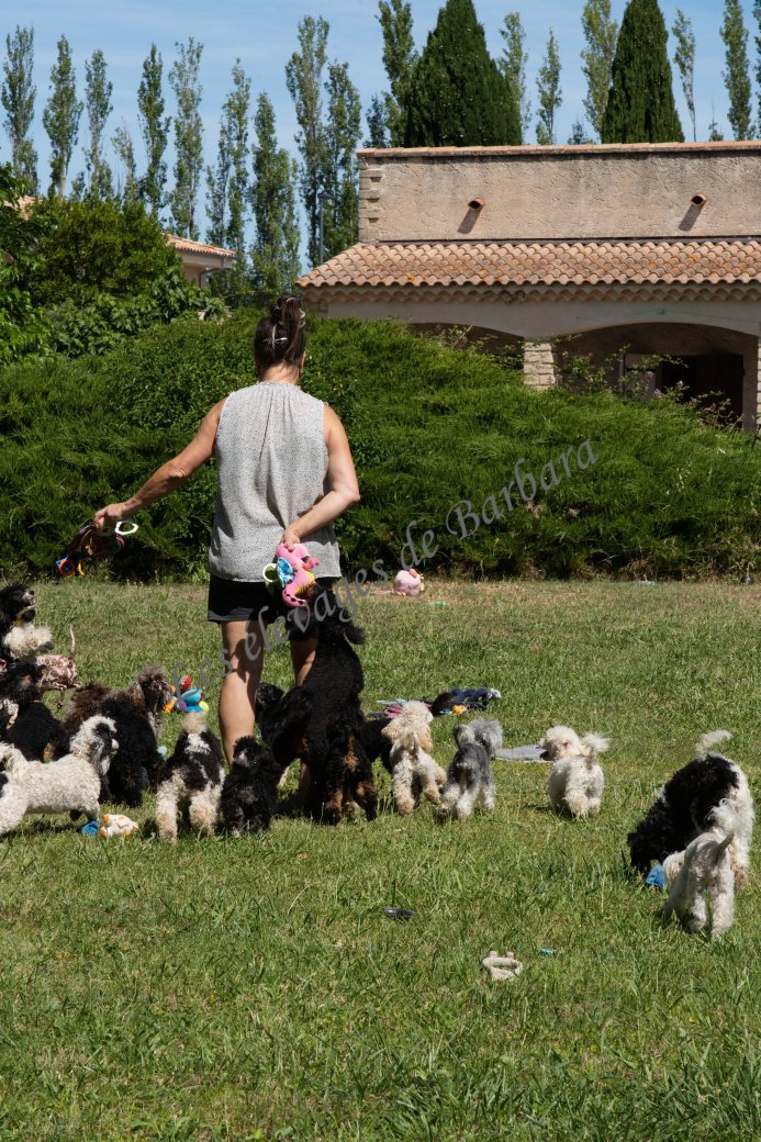 ARONY, Caniche Nain mâle, photo 7