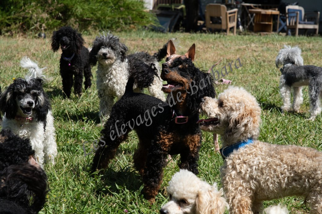 ARONY, Caniche Nain mâle, photo 8