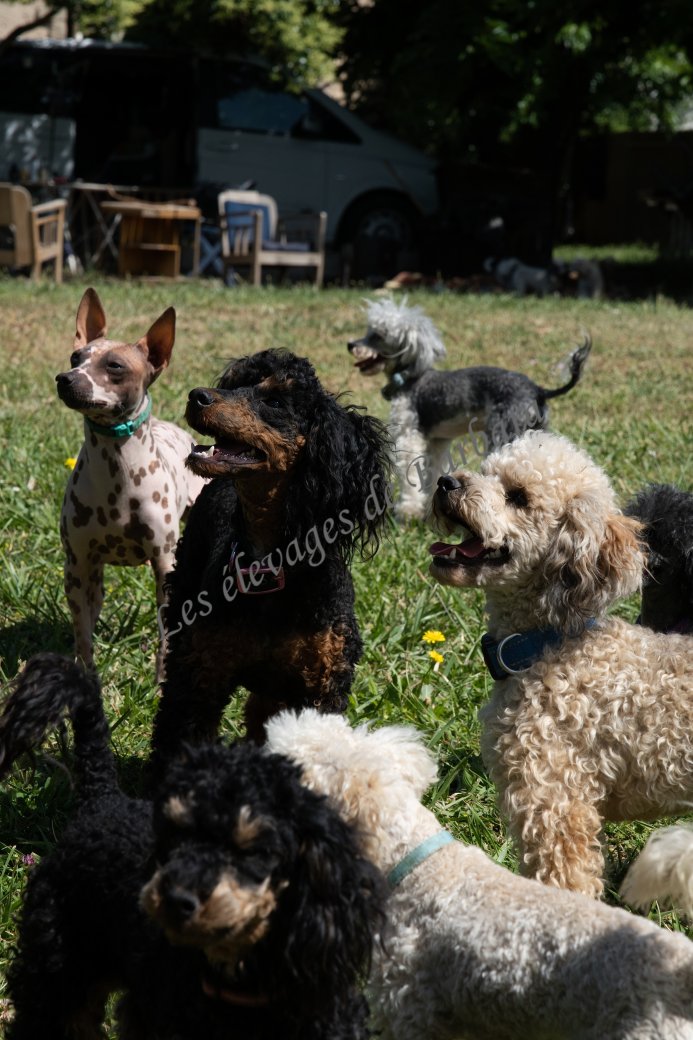 ARONY, Caniche Nain mâle, photo 9