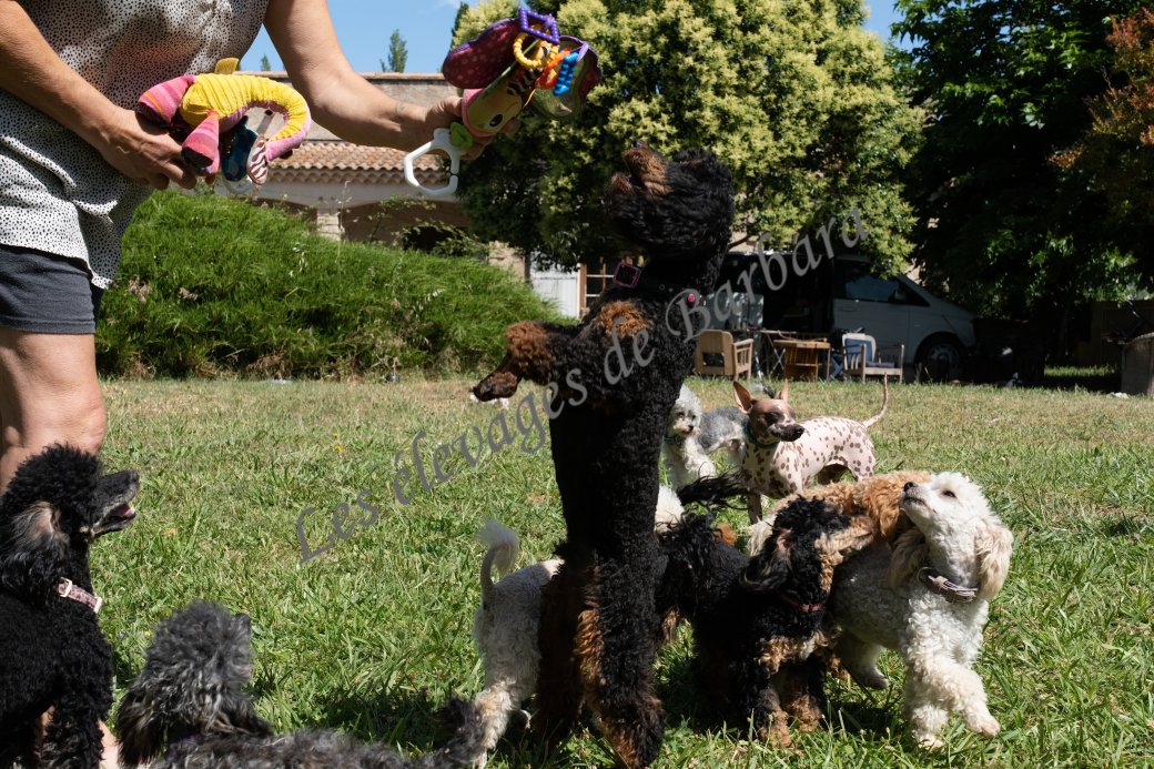 ARONY, Caniche Nain mâle, photo 10