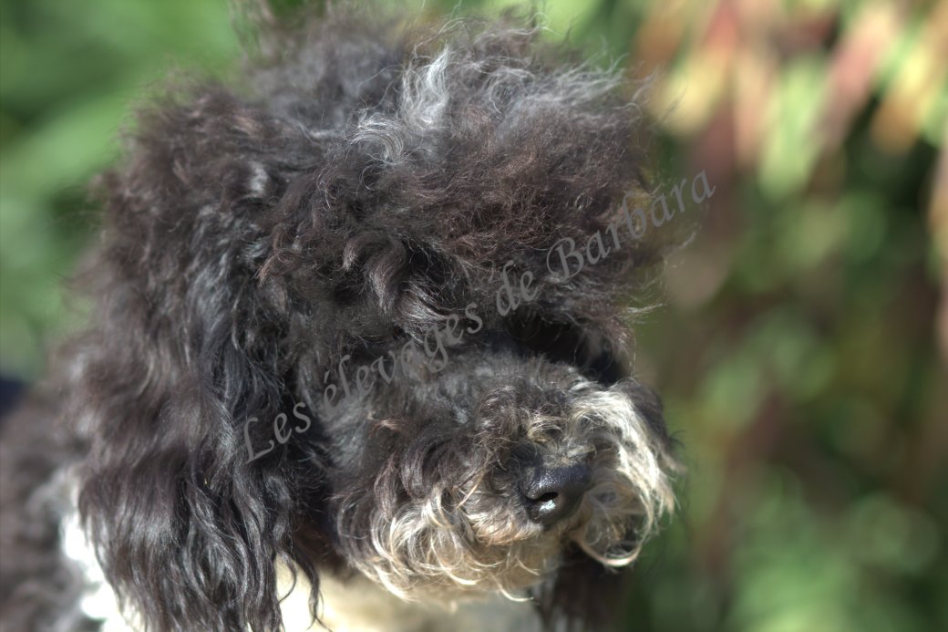 Caniche TOY - AYDEN - Photo 2