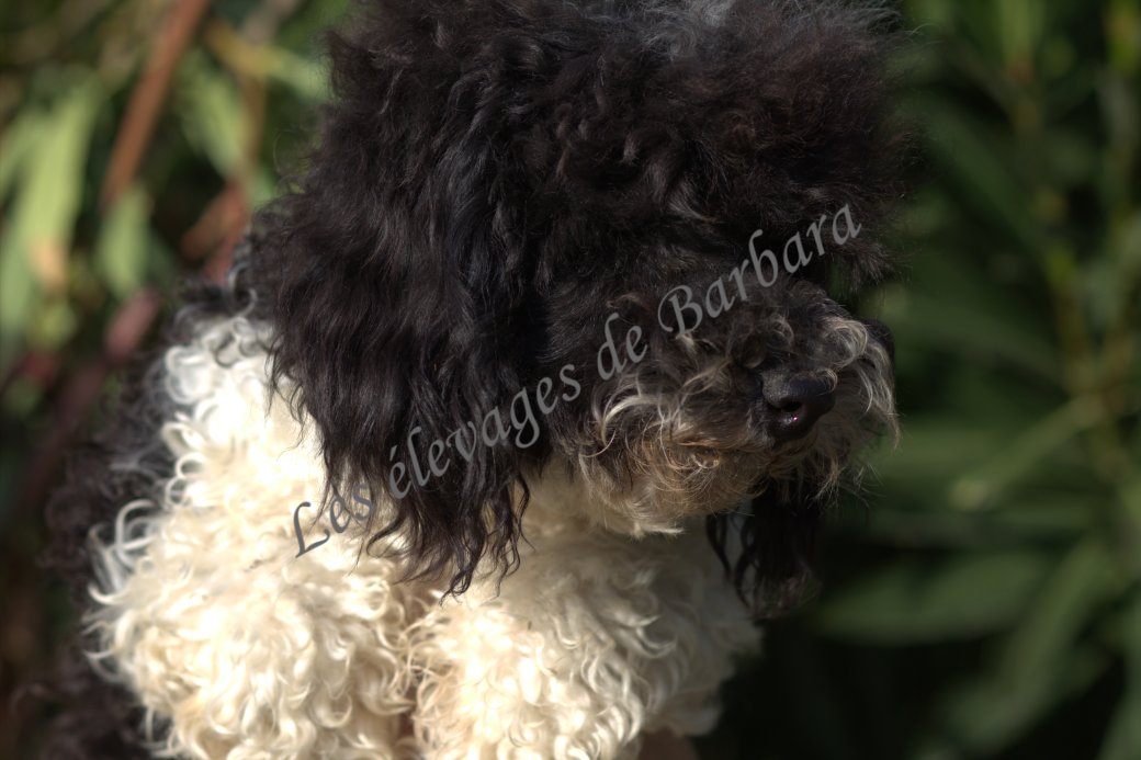 Caniche TOY - AYDEN - Photo 3