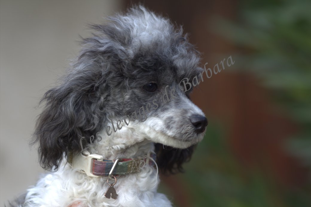 Caniche TOY - ASTERYX - Photo 2