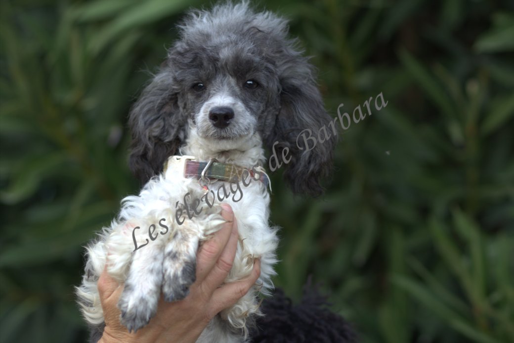 Caniche TOY - ASTERYX - Photo 4