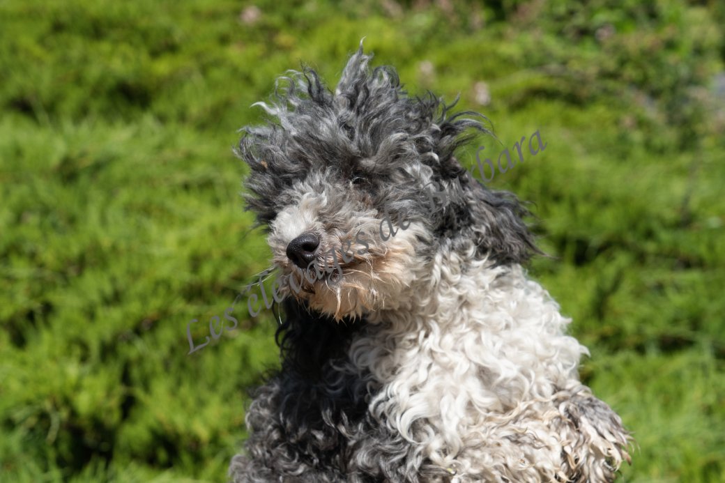 ASTERYX, Caniche TOY mâle, photo 7