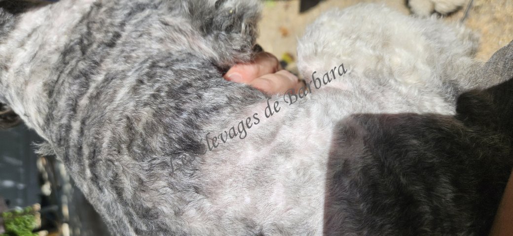 ASTERYX, Caniche TOY mâle, photo 9