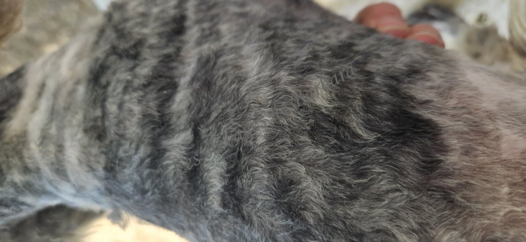 ASTERYX, Caniche TOY mâle, photo 10