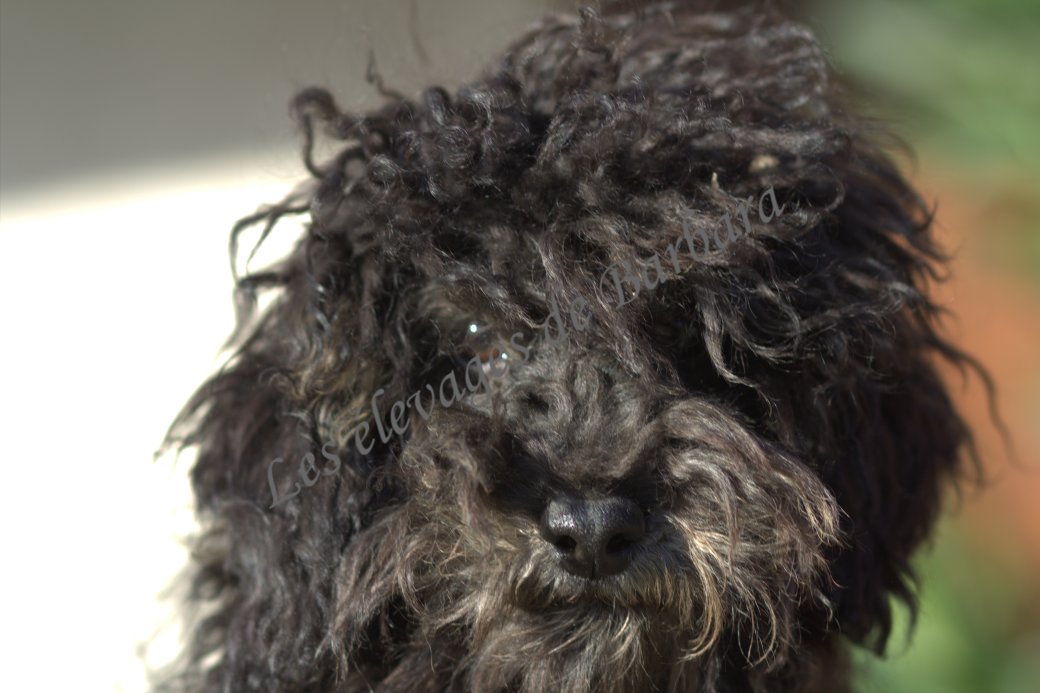 Caniche TOY - AUDALY - Photo 2