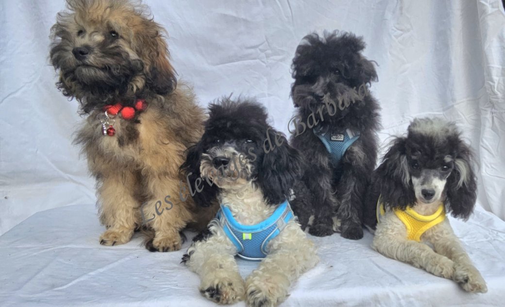 Caniche TOY - AUDALY - Photo 4