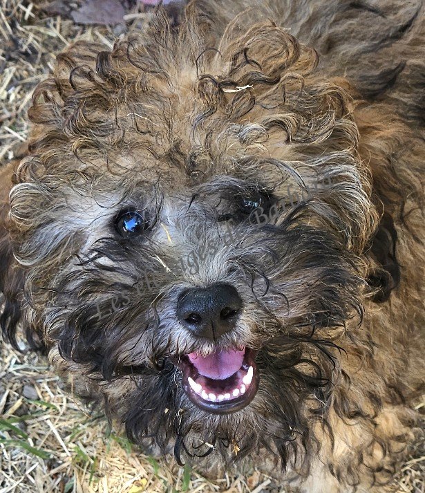 Caniche TOY - ATYPYK - Photo 2