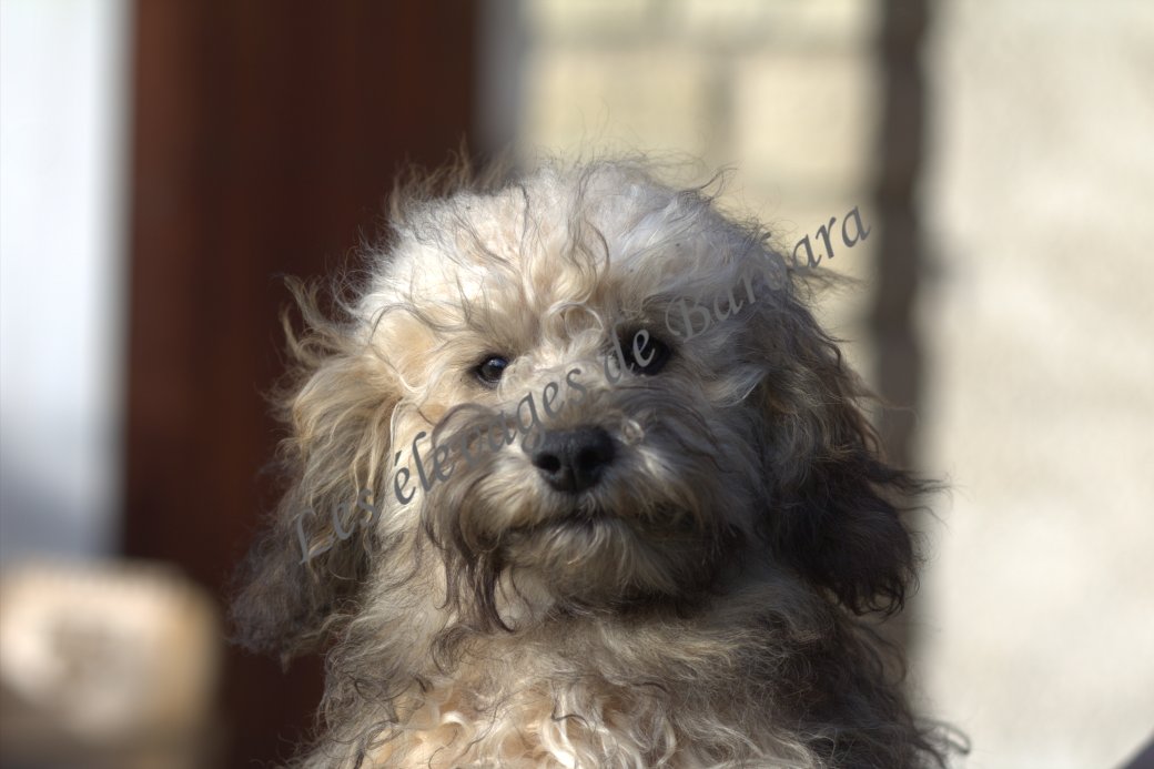 Caniche TOY - ATYPYK - Photo 3