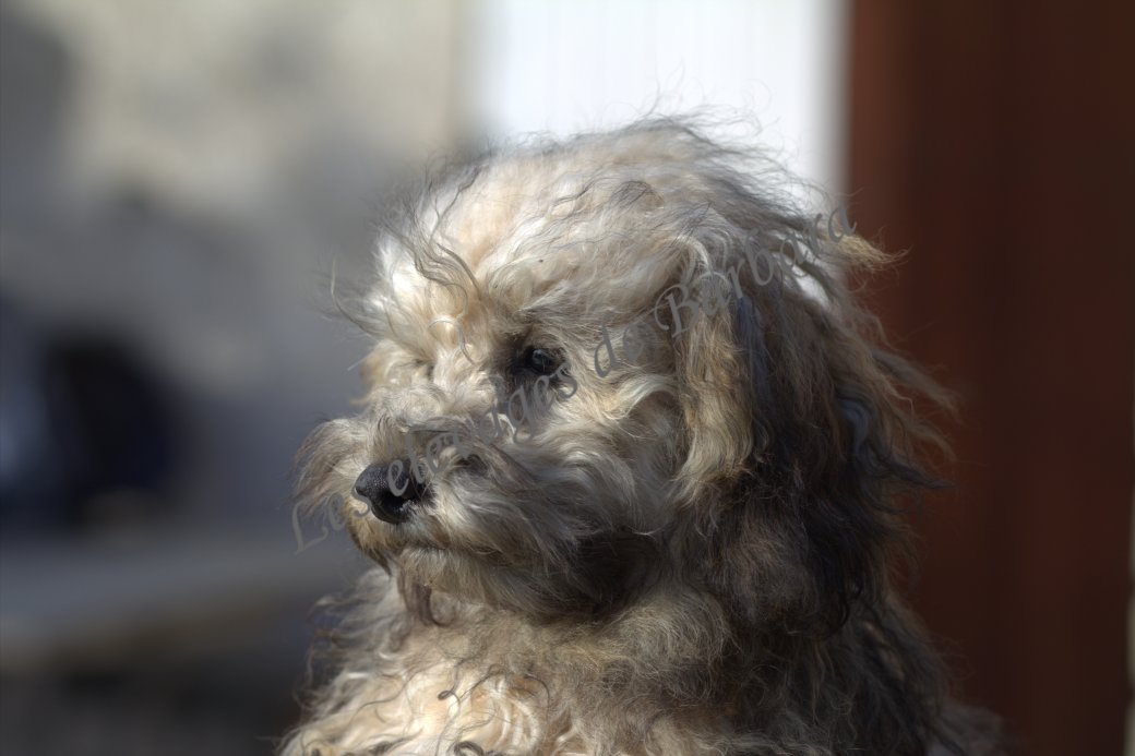 Caniche TOY - ATYPYK - Photo 4