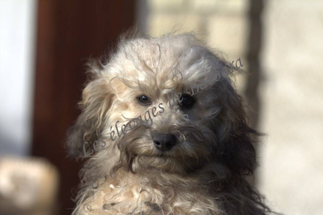 Caniche TOY - ATYPYK - Photo 5