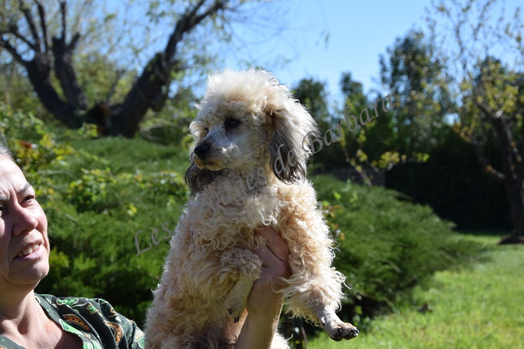 Caniche TOY - ATYPYK - Photo 6