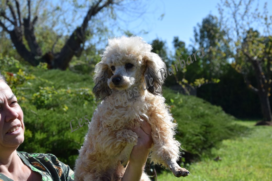 Caniche TOY - ATYPYK - Photo 7