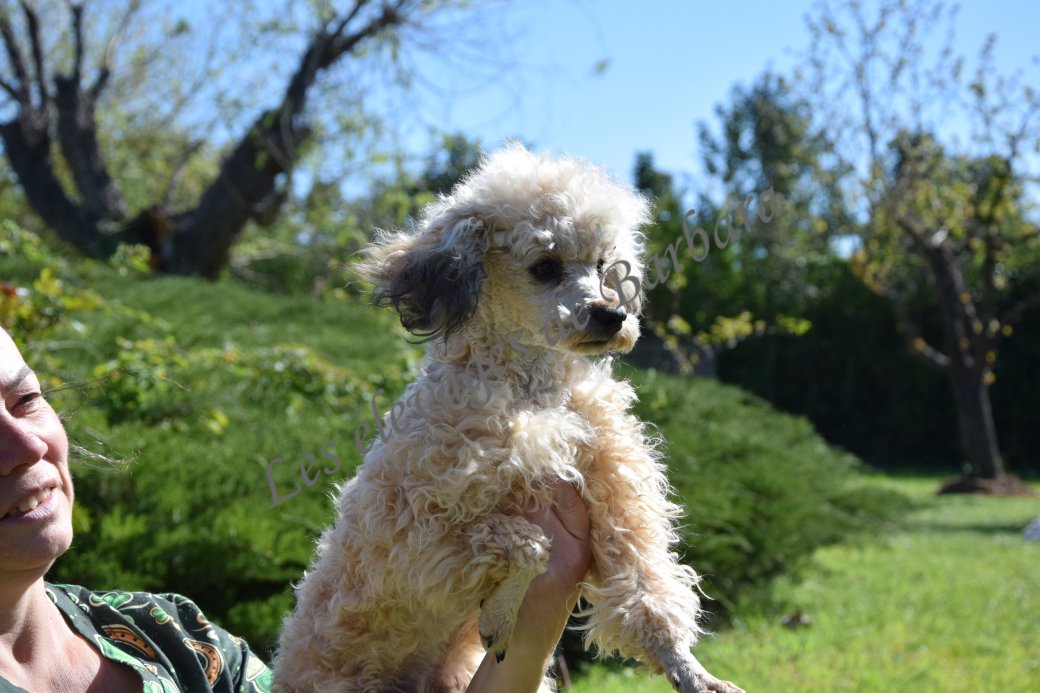 Caniche TOY - ATYPYK - Photo 8