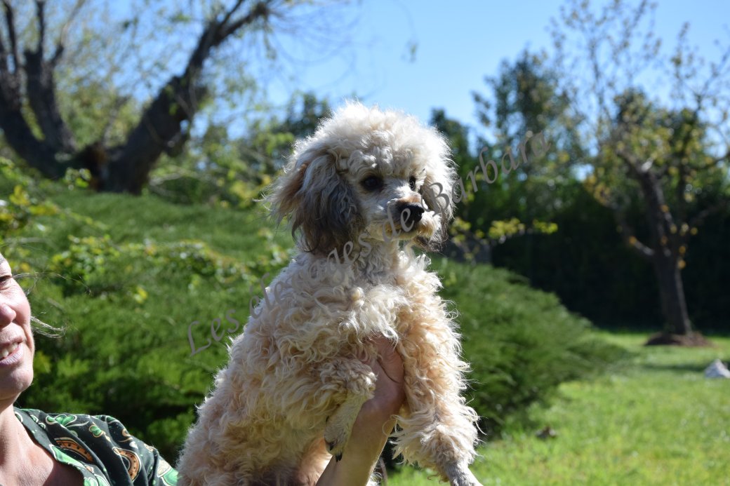 Caniche TOY - ATYPYK - Photo 9
