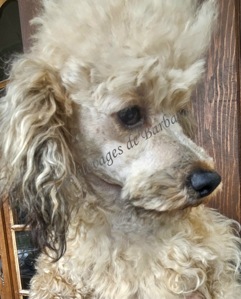 ATYPYK, Caniche TOY mâle, photo 10