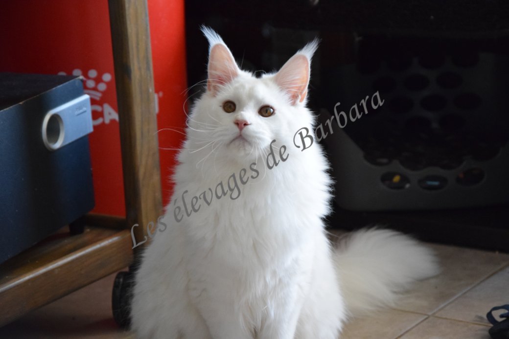 Maine Coon - AMORY DE RED LAND - Photo 2