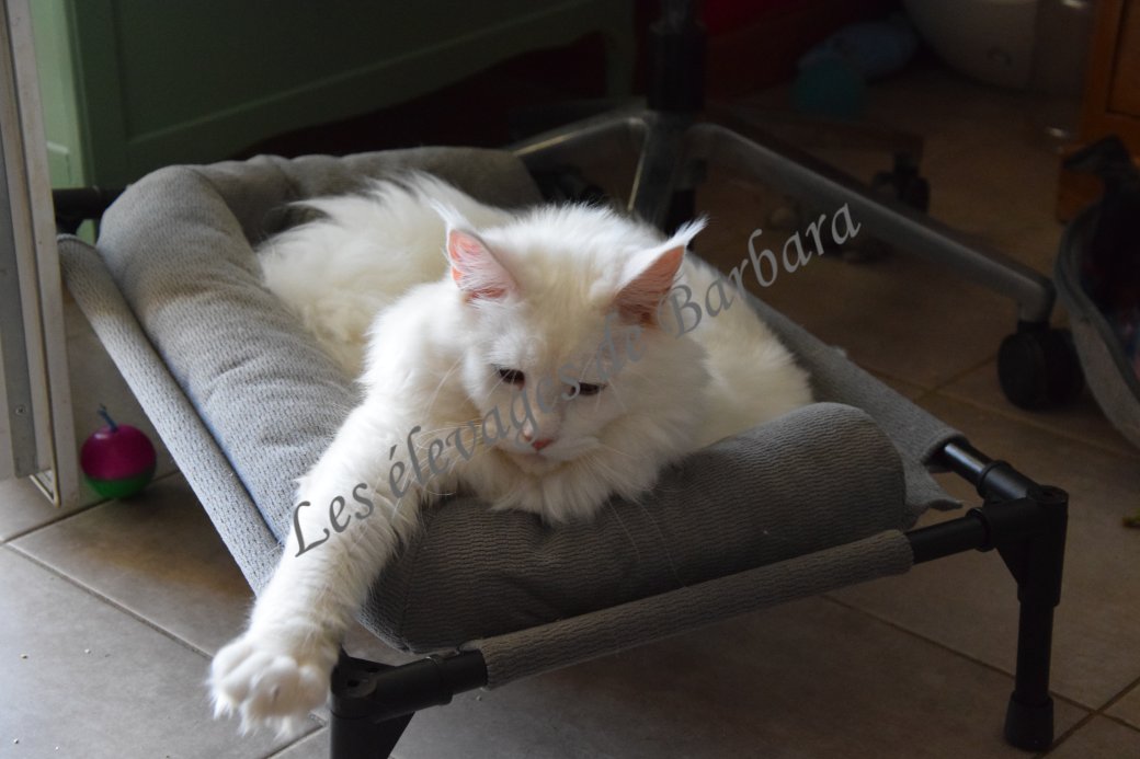 Maine Coon - AMORY DE RED LAND - Photo 3