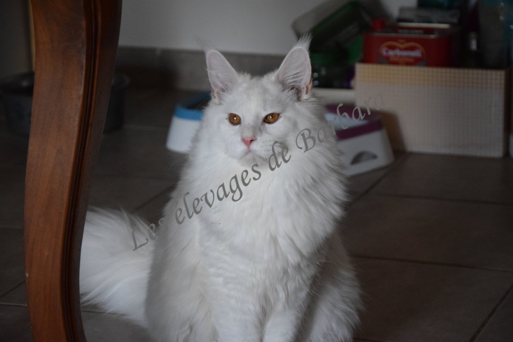 Maine Coon - AMORY DE RED LAND - Photo 4