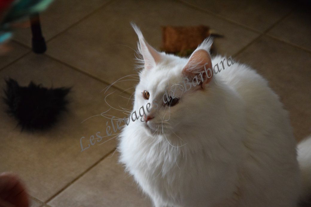 Maine Coon - AMORY DE RED LAND - Photo 5