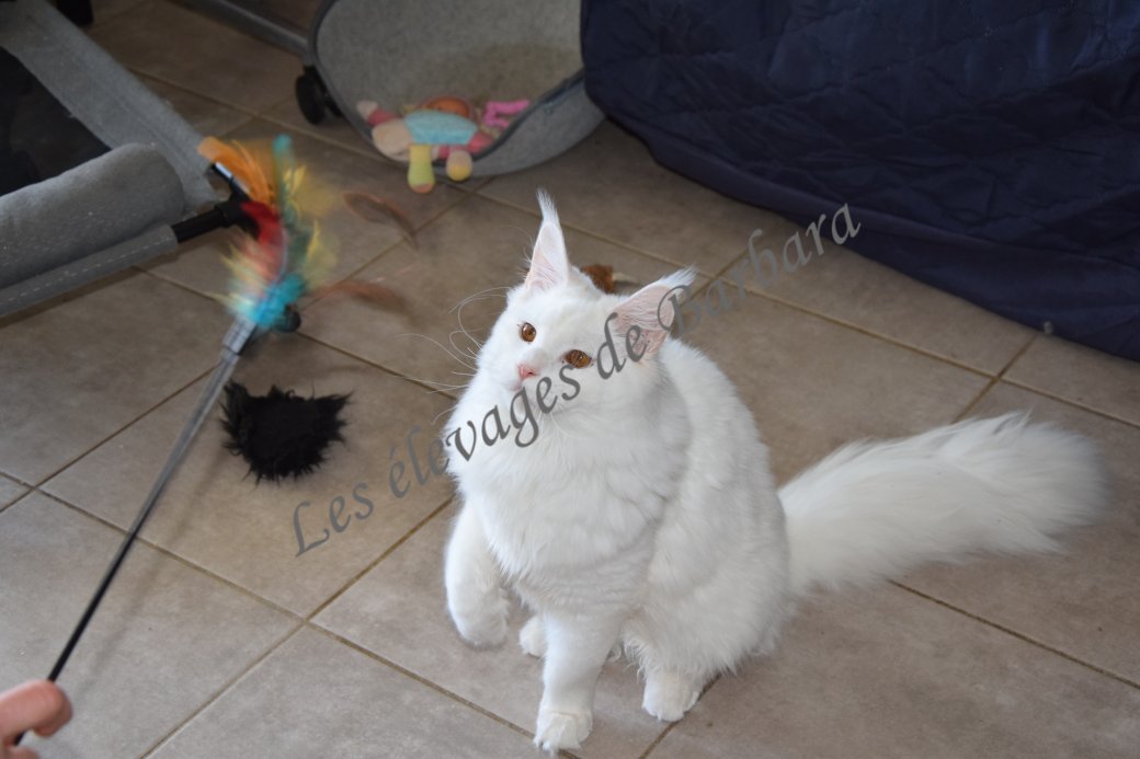 Maine Coon - AMORY DE RED LAND - Photo 6