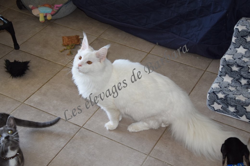 Maine Coon - AMORY DE RED LAND - Photo 7