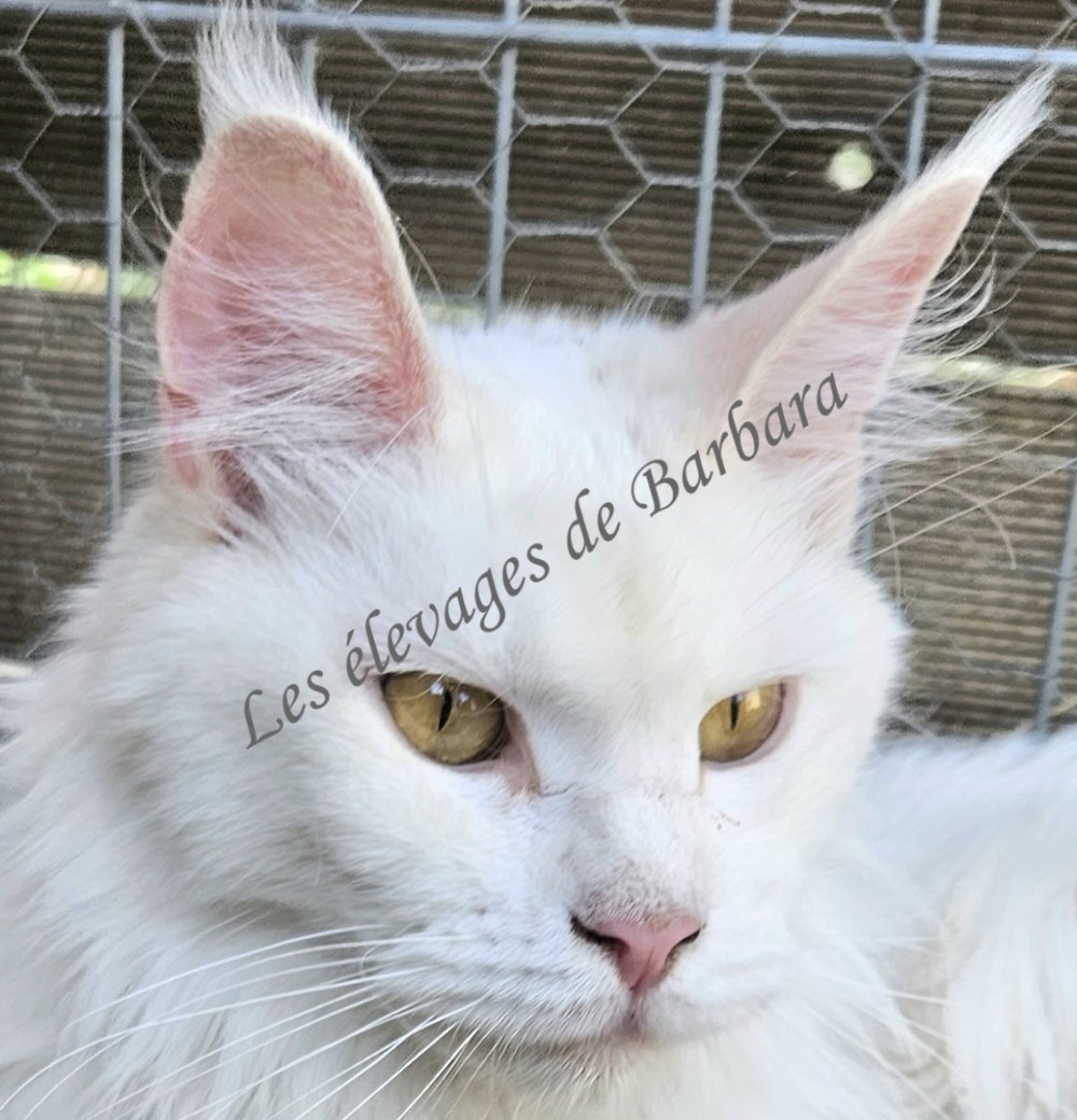 VAIANA DE RED LAND, Maine Coon femelle, photo 2