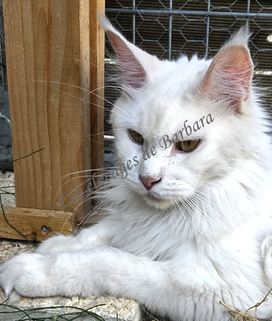 VAIANA DE RED LAND, Maine Coon femelle, photo 3