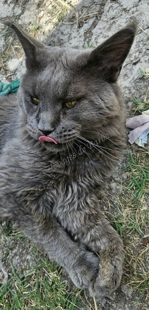 CASTEL ISARIA'S UBYS, Maine Coon mâle, photo 2