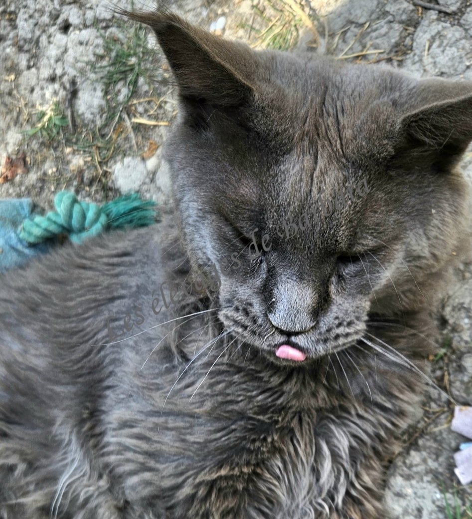 CASTEL ISARIA'S UBYS, Maine Coon mâle, photo 4