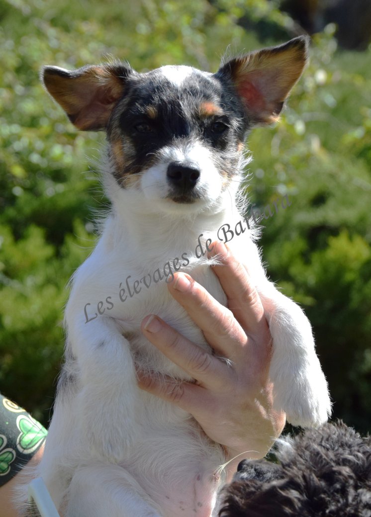 Teckel X Caniche - AKYLOU - Photo 2