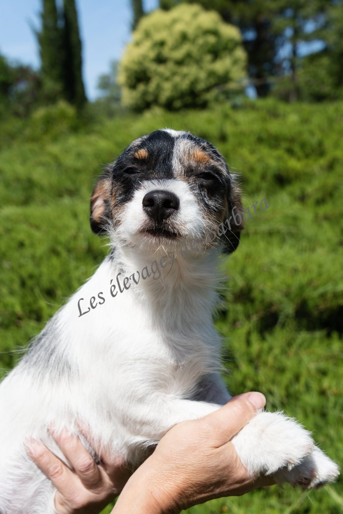 AKYLOU, Teckel X Caniche mâle, photo 11