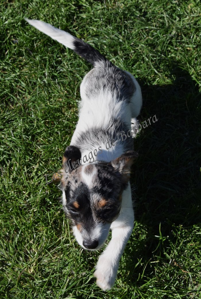 Teckel X Caniche - AKYLOU - Photo 4